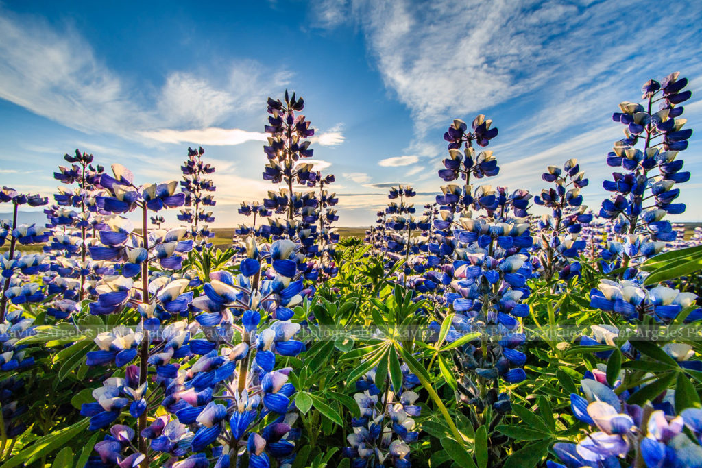 Lupins en Islande